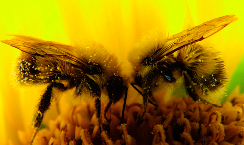 bee on flower