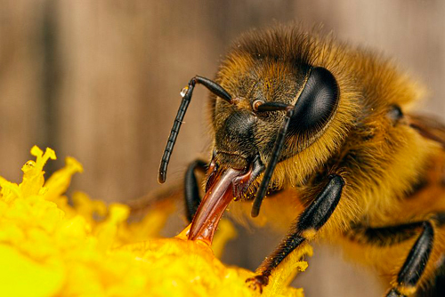 abeille sur la fleur