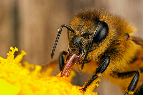 la abeja en la flor