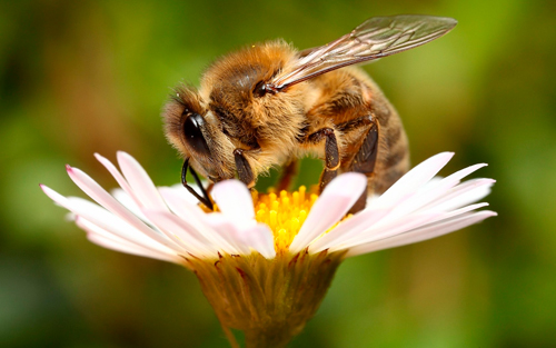 la abeja en la flor