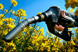 Biofuel — fuel from vegetable or animal raw materials